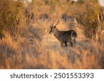 Waterbuck close-up detail, Kobus ellipsiprymnus, large antelope in sub-Saharan Africa. Nice African animal in the nature habitat, Uganda. Wildlife from nature. Evening Africa. Africa wildlife. 