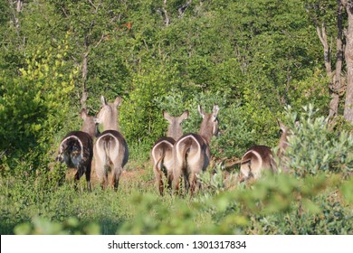 Waterbuck ewes lining up. - Shutterstock ID 1301317834