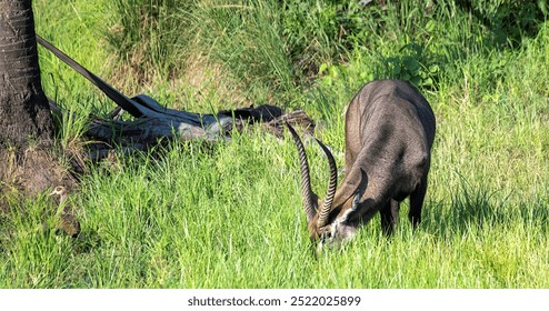 Waterbuck grassing in the savannah of Murchison wildlife reserve in Uganda - Powered by Shutterstock