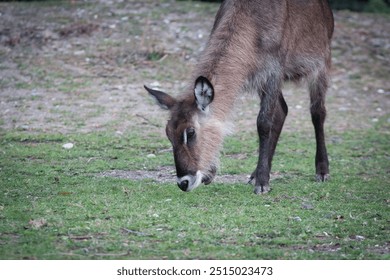 A waterbuck grazing peacefully on grass, with brown fur and distinct white markings on its face - Powered by Shutterstock