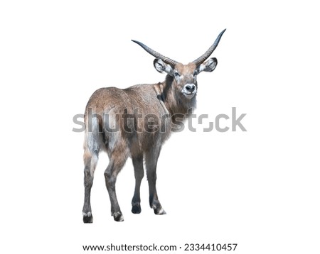 waterbuck isolated on white background