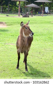 Waterbuck  Are Standing And Relax.