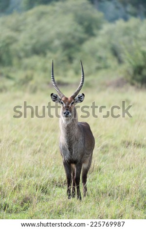 Similar – Waterbuck in Lake Samburu National Park, Kenya