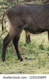 Waterbuck Taking The Piss