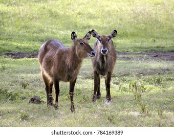 Waterbucks In Samburu National Reserve, Kenya