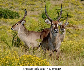 Waterbucks Standing Guard, St Lucia - South Africa