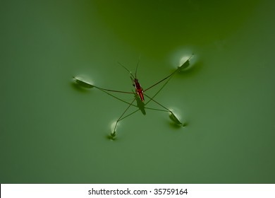 Waterbug