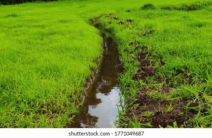 Watercan Images, Stock Photos & Vectors | Shutterstock