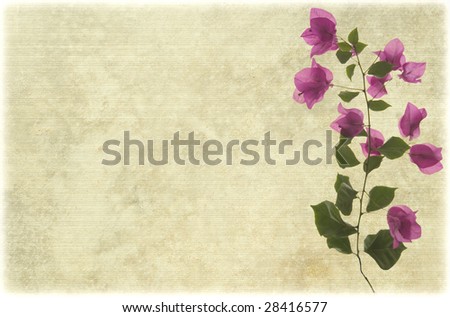 watercolor bougainvillea on ribbed parchment