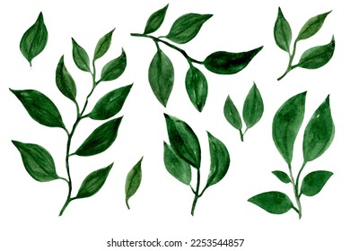 Watercolor designer elements set collection of green leaves,  greenery art foliage natural leaves herbs in watercolor style. Decorative beauty elegant illustration for design - Powered by Shutterstock