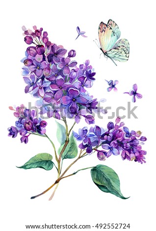 Watercolor drawing of beautiful lilac bouquet and white butterfly. Hand drawn botanical illustration of syringa vulgaris. Watercolor vintage summer blooming bouquet of purple flowers.