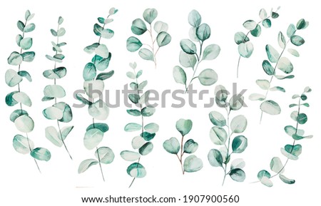 Watercolor eucaliptus leaves set illustration. Elements for stationery, invitations, greeting card, logos, patterns, stickers 