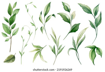 Watercolor floral collection. Illustration set with green wild leaves. Botanic illustration isolated on white background for wedding, greetings, wallpapers, fashion, backgrounds, wrappers, print