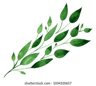 Watercolor floral illustration with olive branch