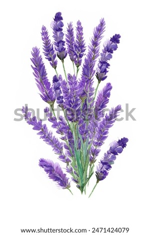 Similar – Image, Stock Photo Lavender Flowers