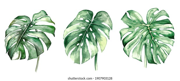 Watercolor Monstera Tropical Leaves Set Illustration  Isolated 