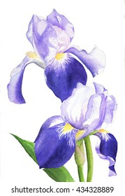 watercolor painting illustration purple  iris flower plant
