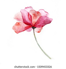 Watercolor pink flower rose on white background.