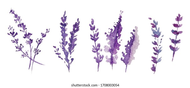 Watercolor Provance Lavender Set. Flowers Isolated On White Background