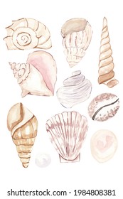 Watercolor Seashell Illustration, Watercolor Summer Beach Seashell Tropical Elements, Underwater Creatures.