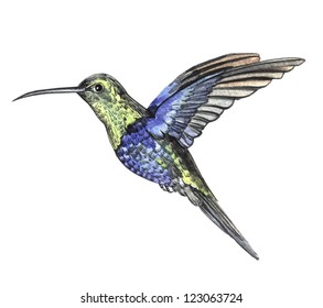 watercolor sketch bird hummingbird