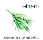 Watercolor Tarragon Illustration of Fresh Herb is a beautiful artwork for natureinspired designs