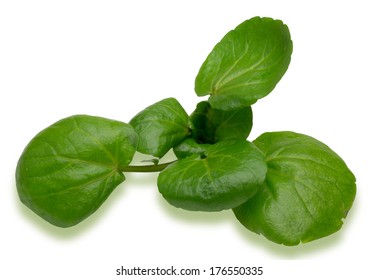 Watercress