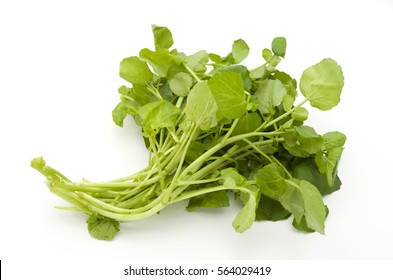 Watercress