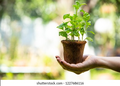 Watercress With Coconut Coir Fiber Pot On Woman's Right Hand In The Garden, Organic Vegetables