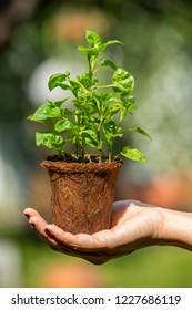 Watercress With Coconut Coir Fiber Pot On Woman's Right Hand In The Garden, Organic Vegetables