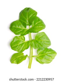 Watercress leaf, close up, from above. Fresh, green, feather like frond of Nasturtium officinale, also known as yellowcress, with paripinnate divisions. Aquatic flowering plant, with a piquant flavor. - Shutterstock ID 2212230957