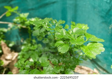 Watercress (Nasturtium officinale) is a fast growing, aquatic or semi-aquatic perennial plant, Watercress is a plant that is very rich in sulfur, nitrogen, and iodine. - Shutterstock ID 2225695237