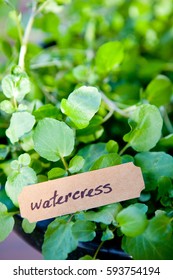 Watercress Plant