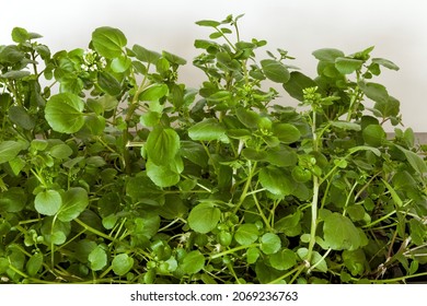 Watercress Plant. Freshly Cut Watercress Greens From Own Gardening.