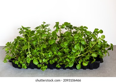 Watercress Plant. Freshly Cut Watercress Greens From Own Gardening.