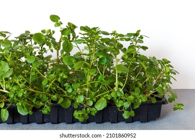 Watercress Plant. Freshly Cut Watercress Greens From Own Gardening.