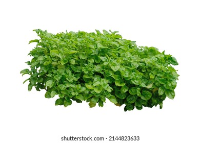 Watercress Plant ,isolated On White Background ,with Clipping Path