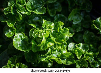 Watercress Plant In Vegetable Garden 