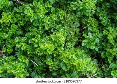 Watercress Plant In Vegetable Garden 