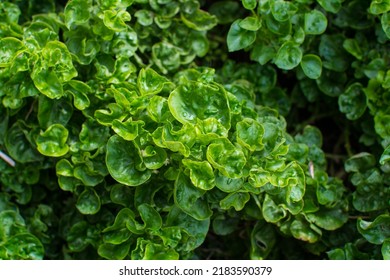 Watercress Plant In Vegetable Garden 