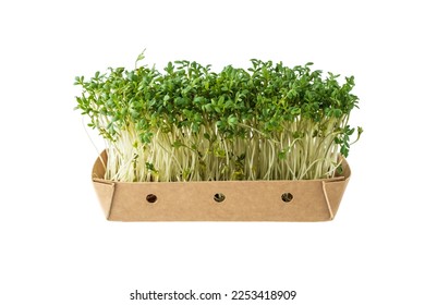 Watercress salad, microgreens, small green leaves and stems in paper box isolated on white background.  Sprouted  micro cress salad herb. Growing sprouts for kitchen and healthy food