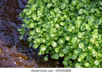 Watercress thriving in the river in the wild