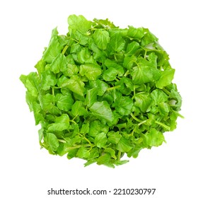 Watercress, yellowcress, from above. Fresh, raw and green leaves of Nasturtium officinale, an aquatic flowering plant with a piquant flavor. One of the oldest known leaf vegetables consumed by humans. - Shutterstock ID 2210230797