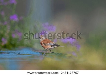 Similar – Bluethroat Biology