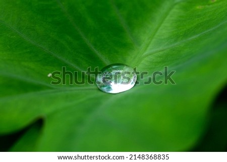 Similar – Image, Stock Photo Water Droplet on Green Leaf