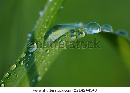 waterdroplets on grass stalk. macro closeup water drop on green plant leaves in garden. Beautiful macro scene with green background.