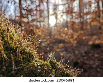 Wassertropfen im Wald und Sonnenschein 