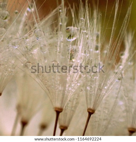 Waterdrops in a macroflower