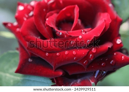 Waterdrops on beautiful red rose 