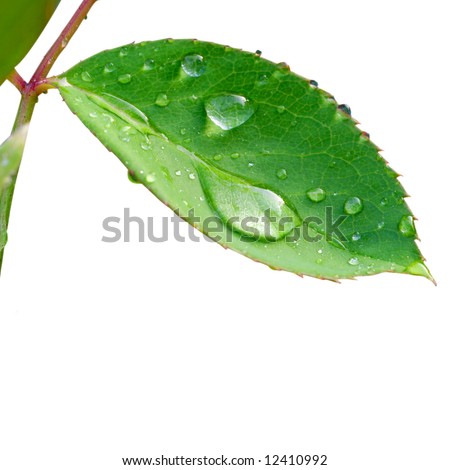 waterdrops on leaf